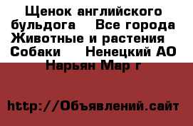 Щенок английского бульдога  - Все города Животные и растения » Собаки   . Ненецкий АО,Нарьян-Мар г.